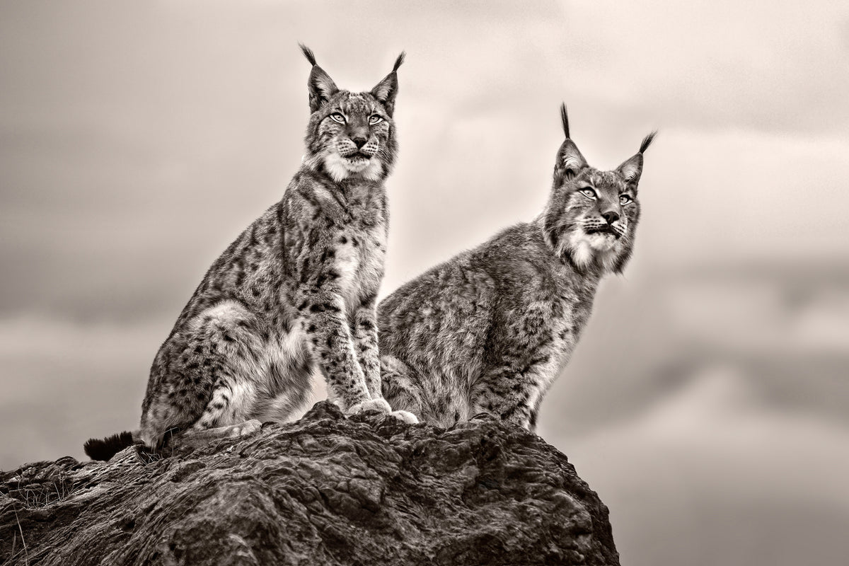 3-piece-canvas-print-two-lynx-on-rock