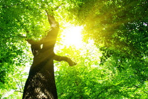 framedcanvas-print-tree