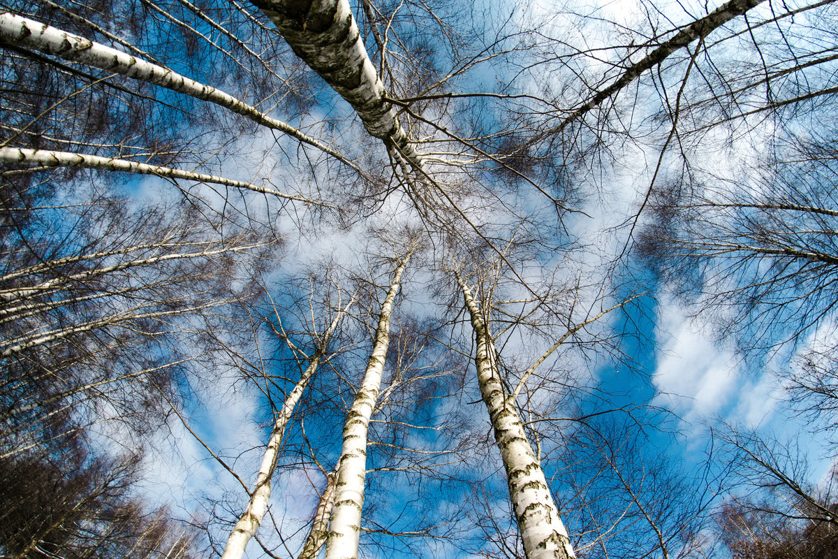 3-piece-canvas-print-birch-crowns