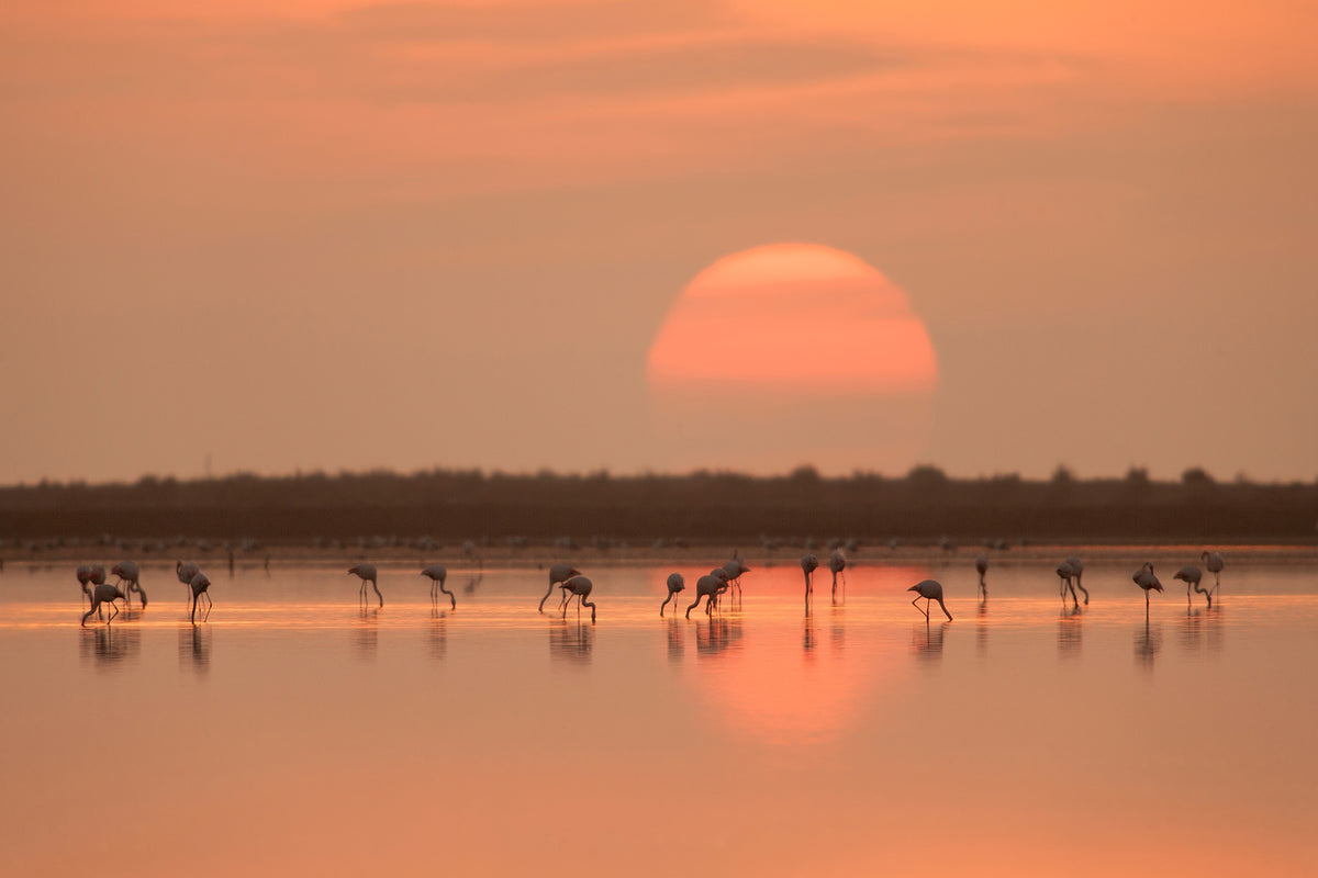framedcanvas-print-flamingos-at-sunrise-x