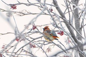 framedcanvas-print-waxwing-x