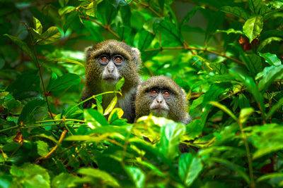 poster-print-blue-monkey-x