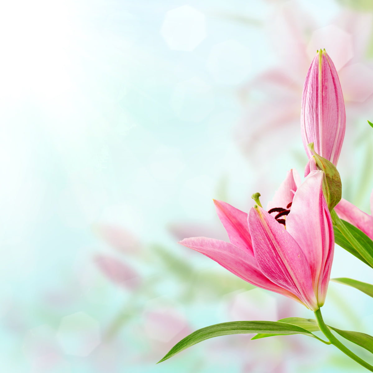9-piece-acrylic-print-romantic-lilies