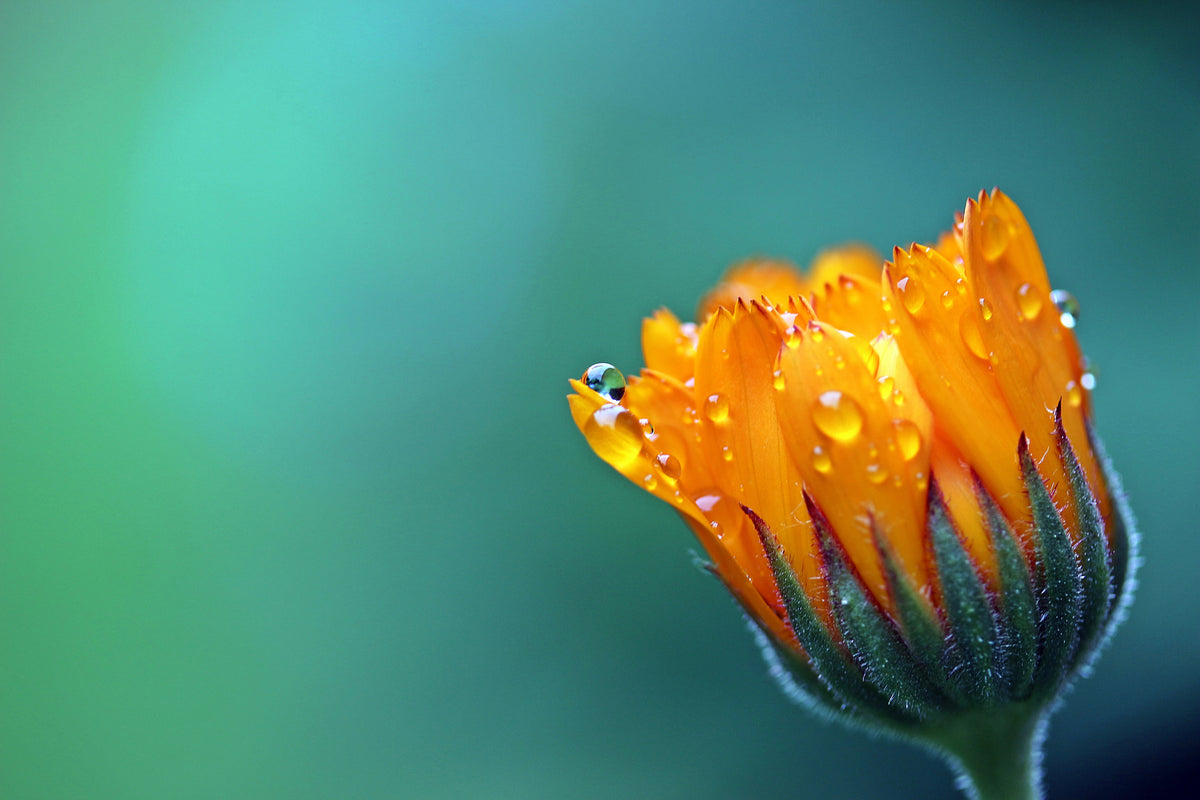 acrylic-print-marigold-in-morning-dew