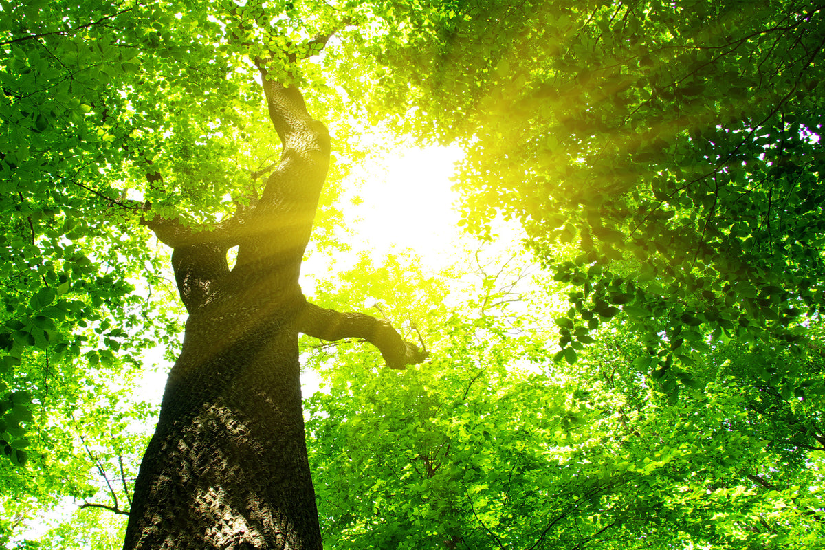 aluminium-print-tree