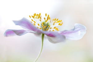 canvas-print-wood-anemone