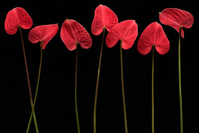 poster-print-botanical-hearts