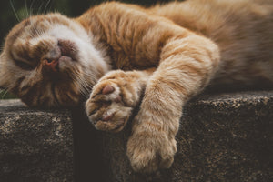 3-piece-aluminium-print-sleeping-cat
