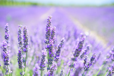 poster-print-the-lavender-blossom