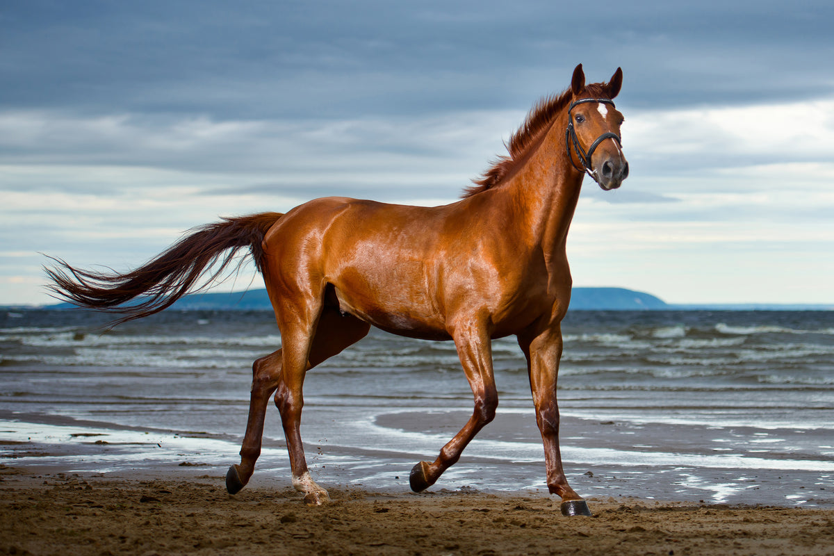 3-piece-acrylic-print-a-thoroughbred-at-the-sea