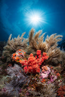 framedposter-print-underwater-life