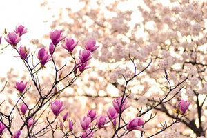 modern-3-piece-canvas-print-beautiful-magnolia-xl