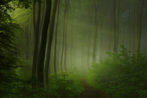 3-piece-canvas-print-forest-morning