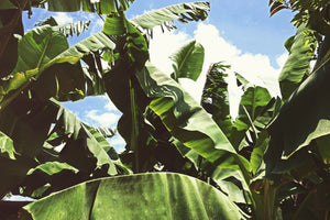 3-piece-canvas-print-in-the-middle-of-the-jungle