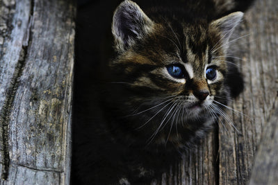 poster-print-cats-child