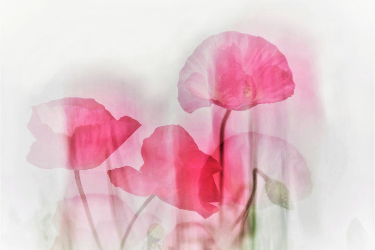 aluminium-print-flowers