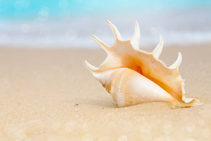 modern-3-piece-canvas-print-the-shell-on-the-beach