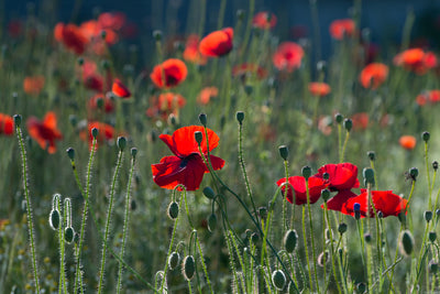 poster-print-wild-poppy