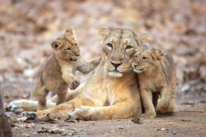 aluminium-print-asiatic-lioness-x