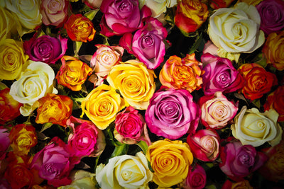 poster-print-many-colorful-rose-petals