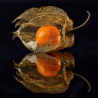 canvas-print-physalis