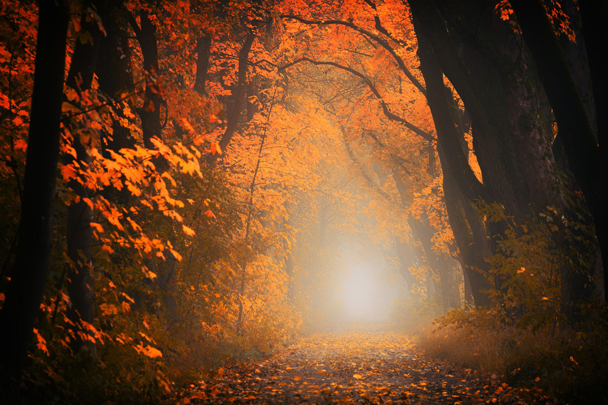 modern-3-piece-aluminium-print-autumn-light-in-the-forest
