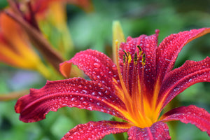 3-piece-acrylic-print-lily-flower-in-pink-xl