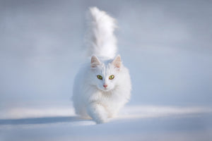 canvas-print-yellow-eyes