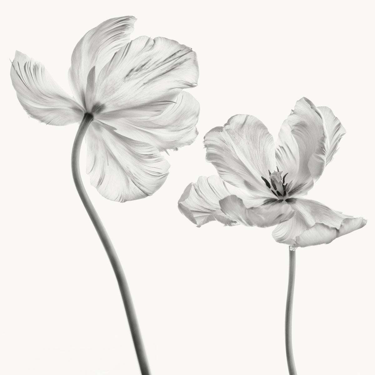 acrylic-print-same-tulip-front-and-backview