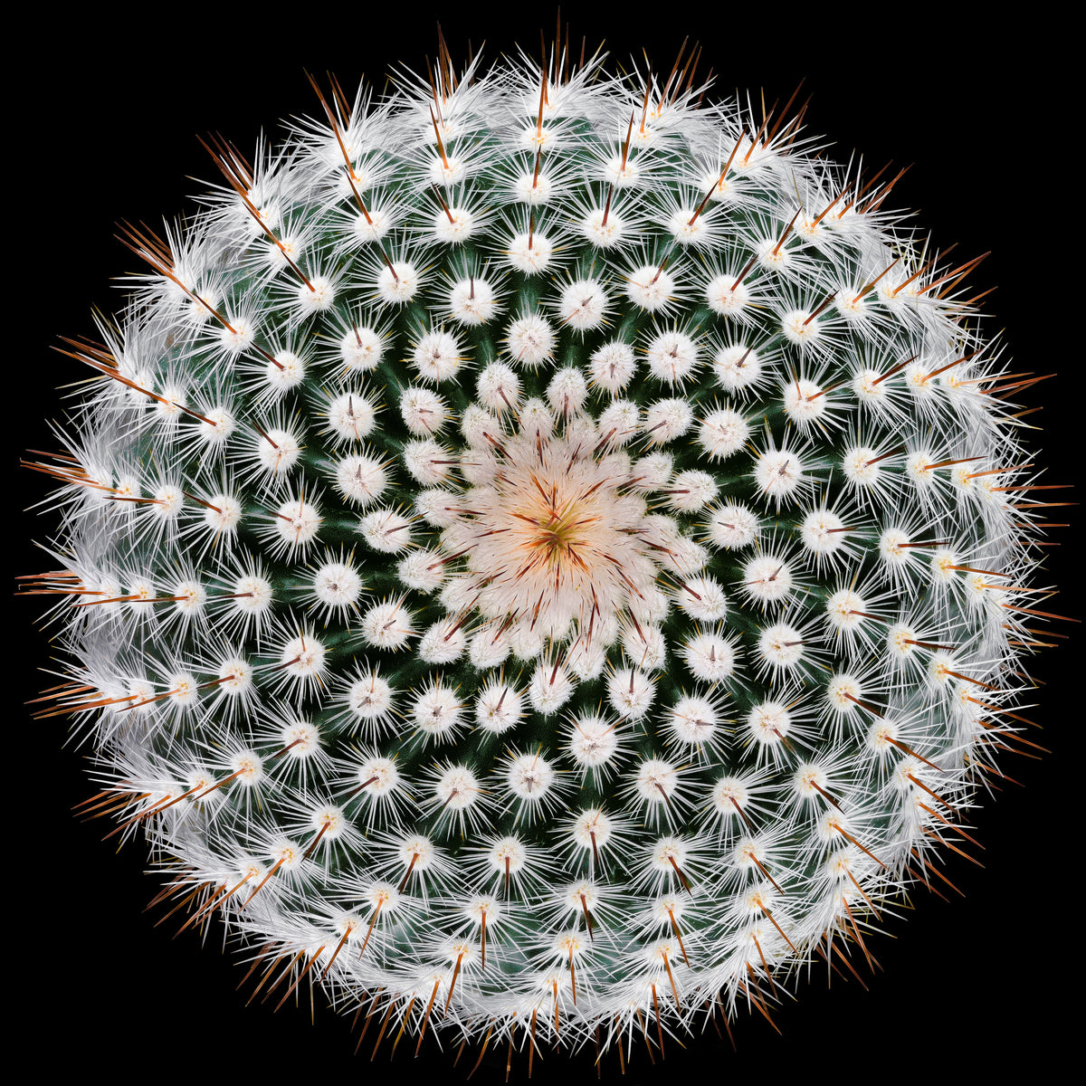 poster-print-notocactus-scopa