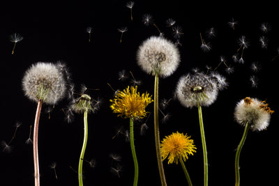 poster-print-the-phases-of-dandelion