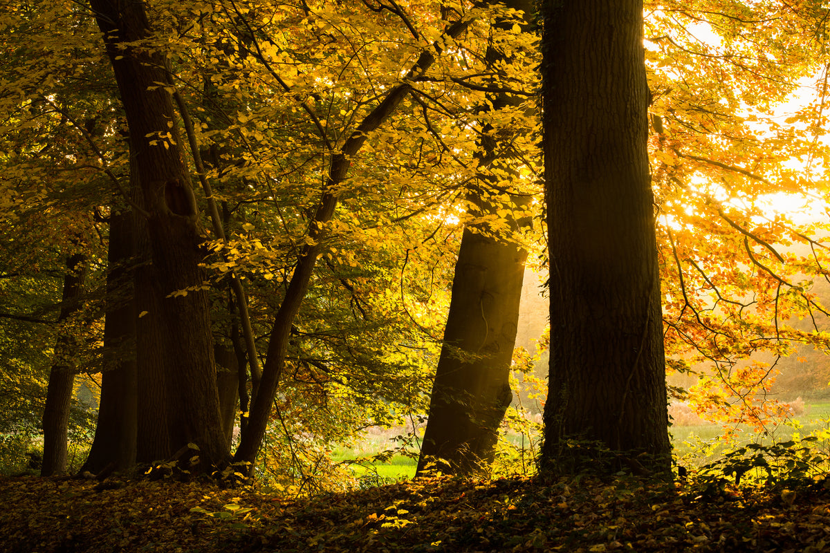 acrylic-print-autumn-leaves