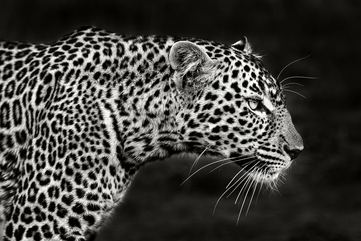 canvas-print-leopard-close-up-x
