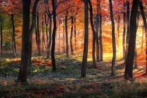 aluminium-print-autumn-woodland-sunrise-x