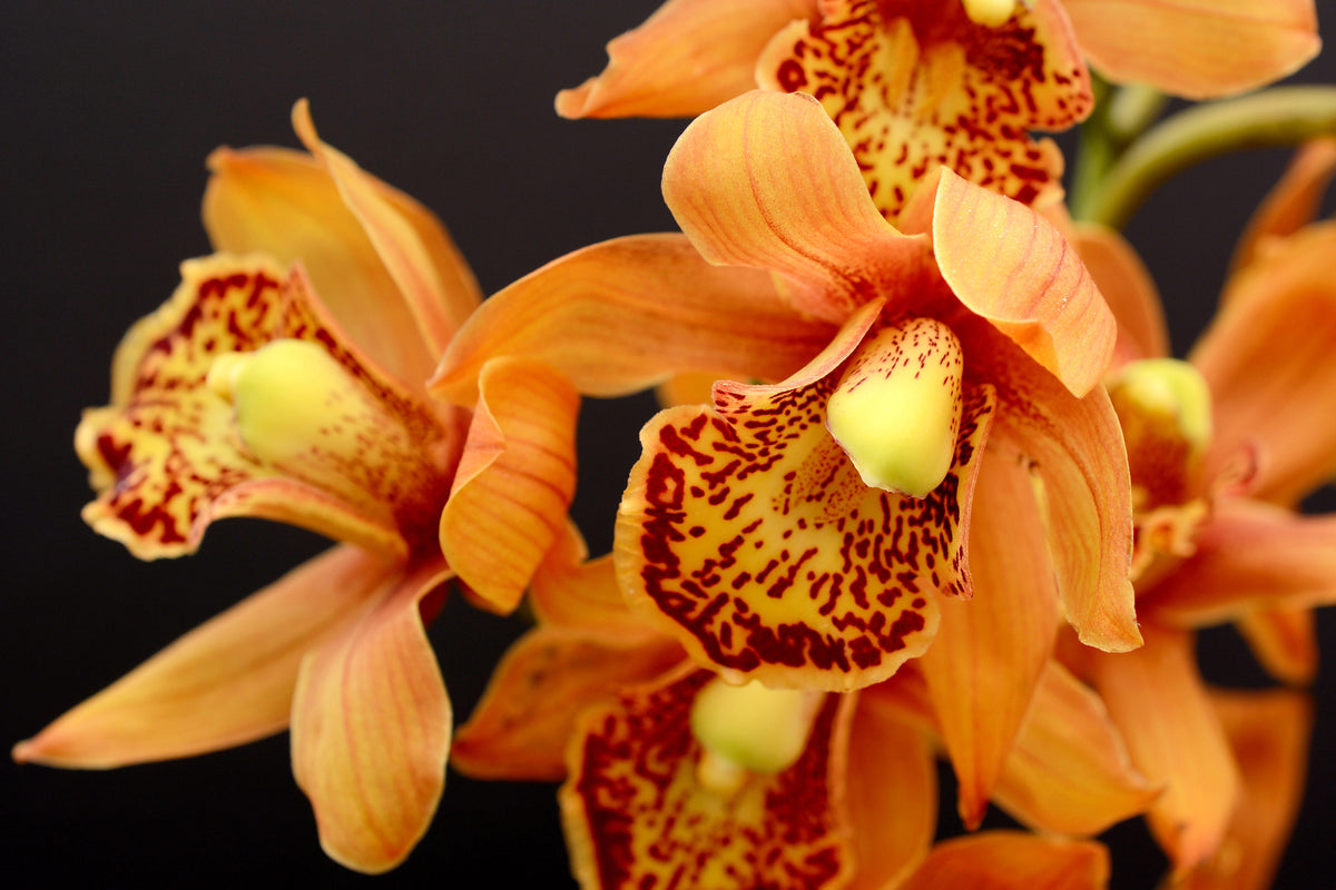 aluminium-print-orchids-with-orange-flowers