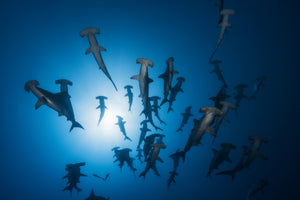 framedcanvas-print-hammerhead-sharks-in-the-light
