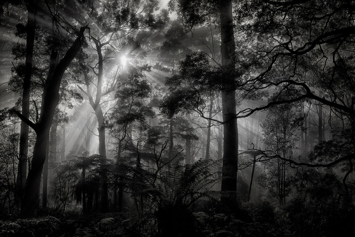 framedcanvas-print-primary-forest