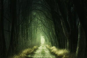 acrylic-print-mysterious-forest-iii