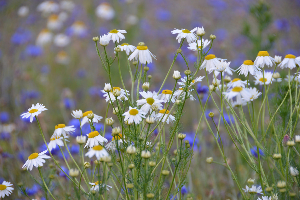 acrylic-print-wild-flower-meadow