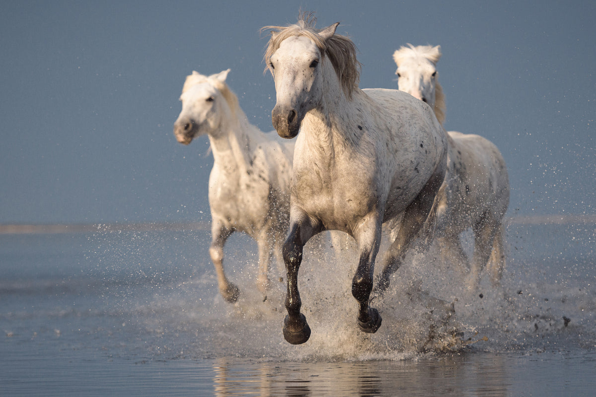 acrylic-print-camargue-horses-on-sunset-x