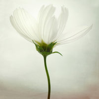 4-piece-canvas-print-white-cosmos