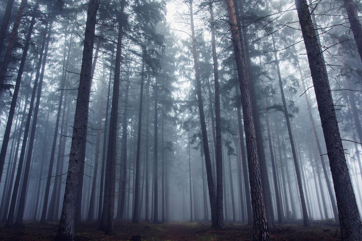 acrylic-print-mysterious-foggy-forest-x