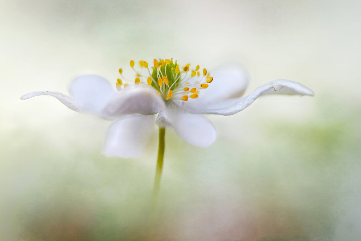 canvas-print-nemorosa