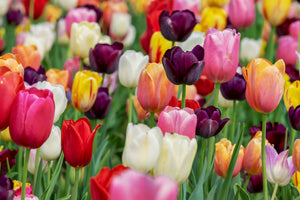 poster-print-the-colors-of-the-tulips