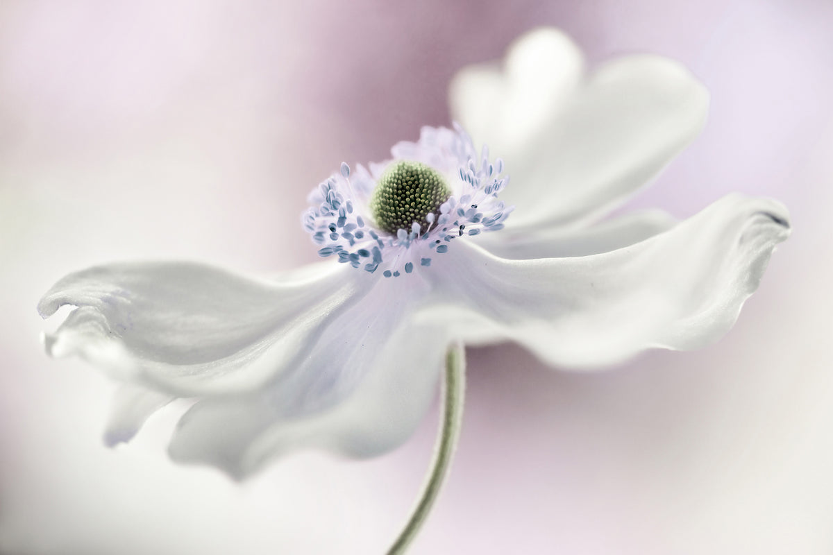 canvas-print-anemone-breeze