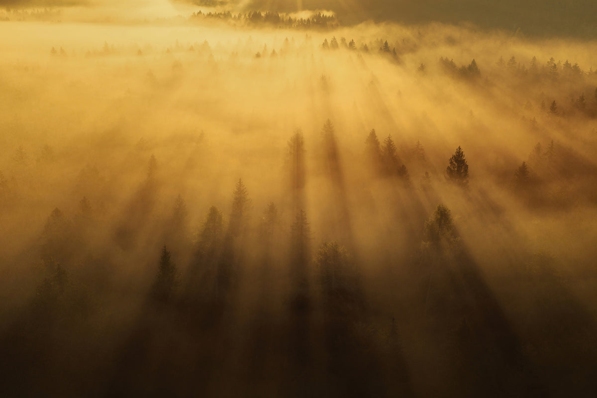 acrylic-print-morning-in-the-forest-xil