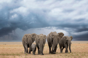 framedcanvas-print-elephant-walk-x