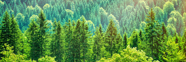 panoramic-poster-print-the-forest-hill-panorama