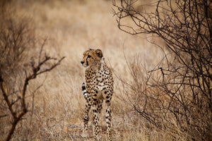 acrylic-print-elegant-cheetah