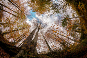 aluminium-print-forest-xax